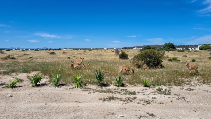 To Let 5 Bedroom Property for Rent in Long Acres Country Estate Western Cape